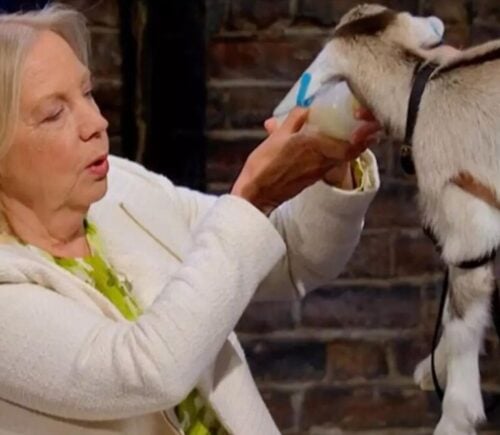 Deborah Meaden feeds a goat on Dragons Den