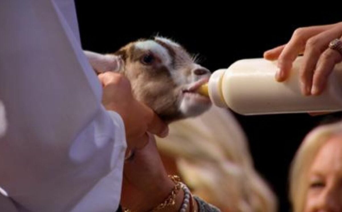 A goat being fed milk on Dragons Den