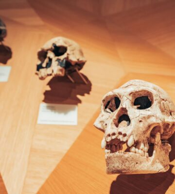 A selection of prehistoric human skill replicas