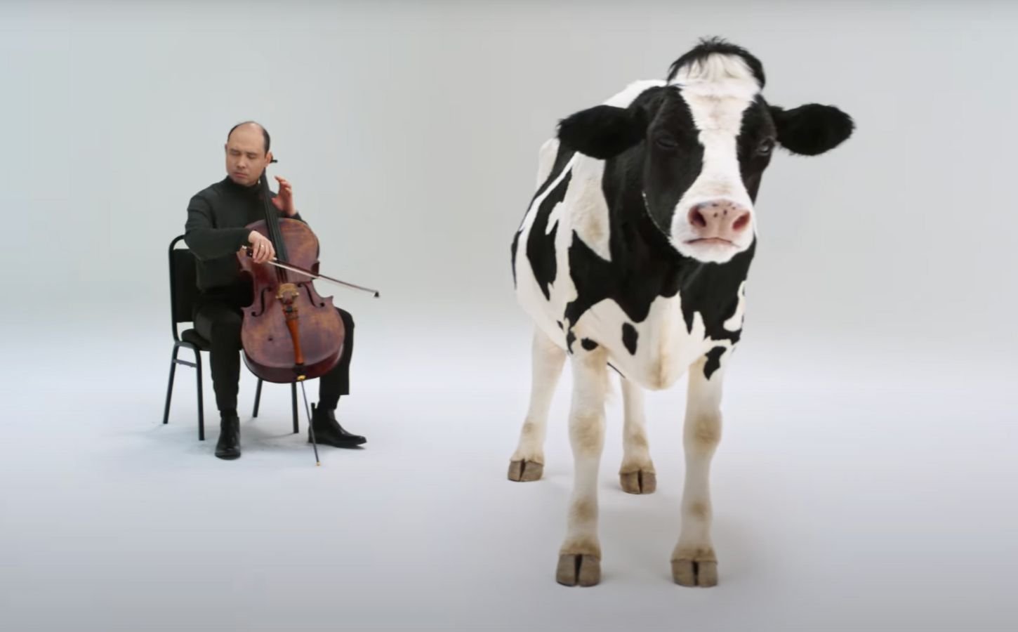 A still showing a cartoon cow and a man playing the violin, taken from an anti-dairy advert from Flora