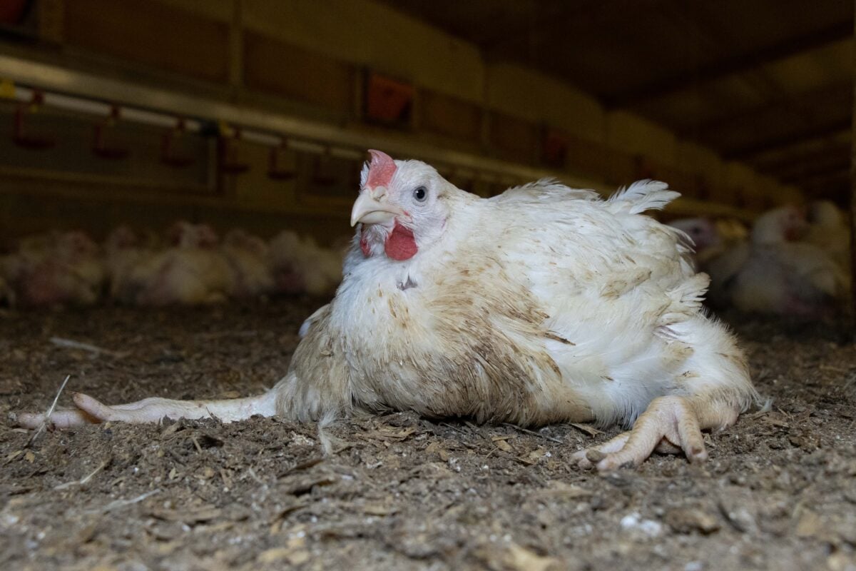 A fast growing "frankenchicken" on a UK farm
