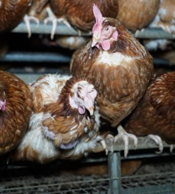 Injured hens in a "free-range" barn