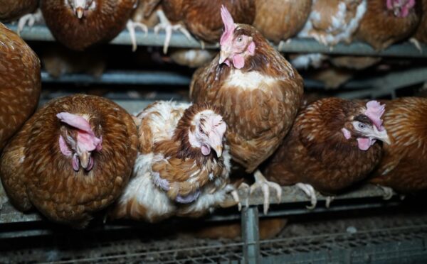 Injured hens in a "free-range" barn