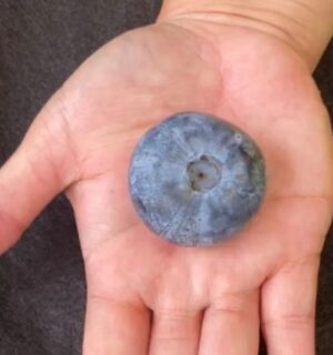 Guinness World Record blueberry