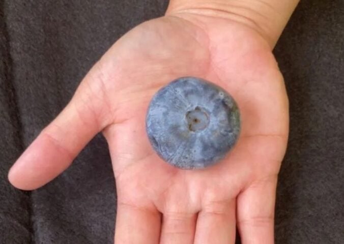 Guinness World Record blueberry
