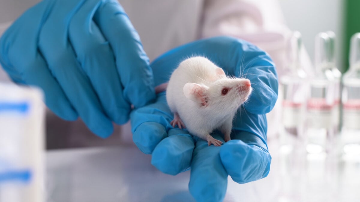 Photo shows a lab technician holding a small white rodent as part of testing