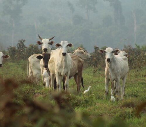 Cows in deforested land in the Amazon rainforest