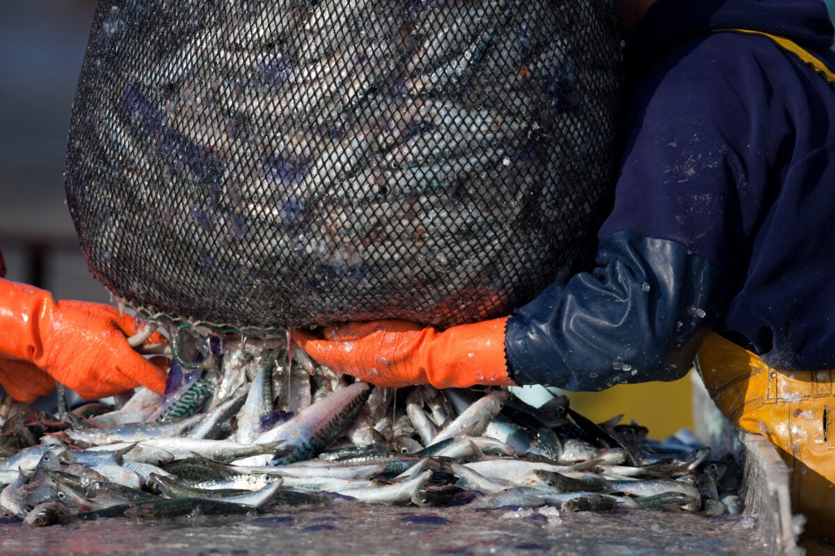Fishes being caught by a huge net in the industrial fishing industry