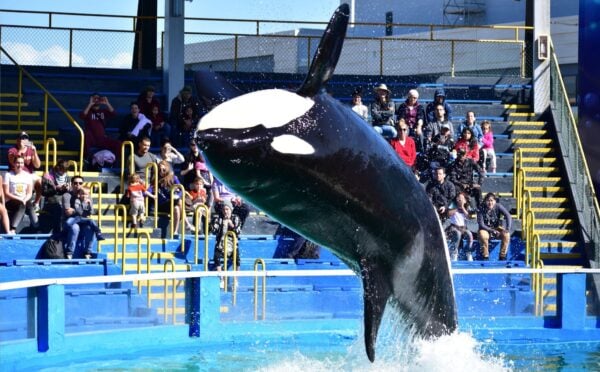 Lolita the orca at Miami Seaquarium, which has now been ordered to close