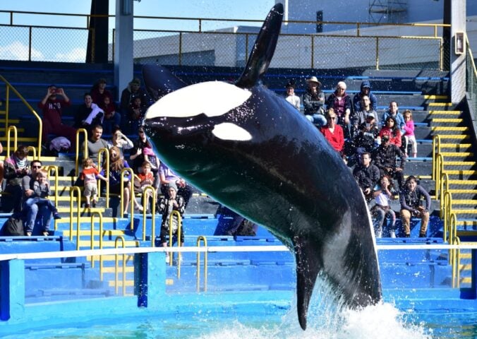 Lolita the orca at Miami Seaquarium, which has now been ordered to close