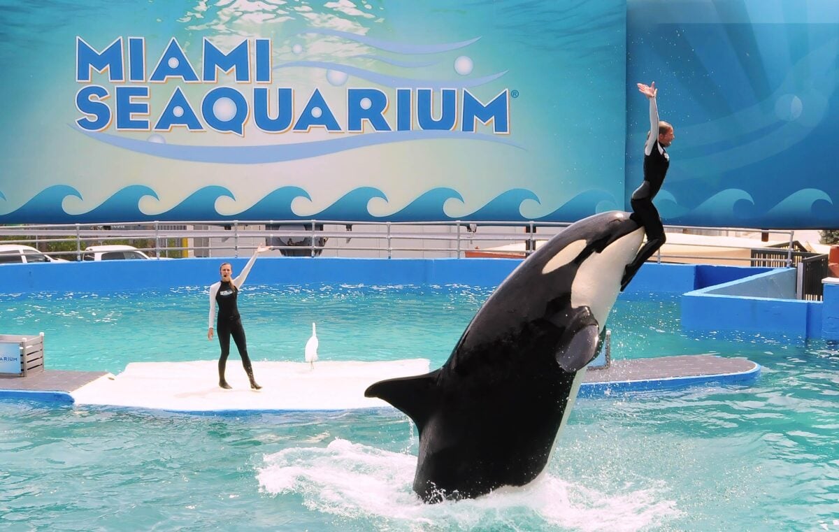 An orca performing a trick at Miami Seaquarium