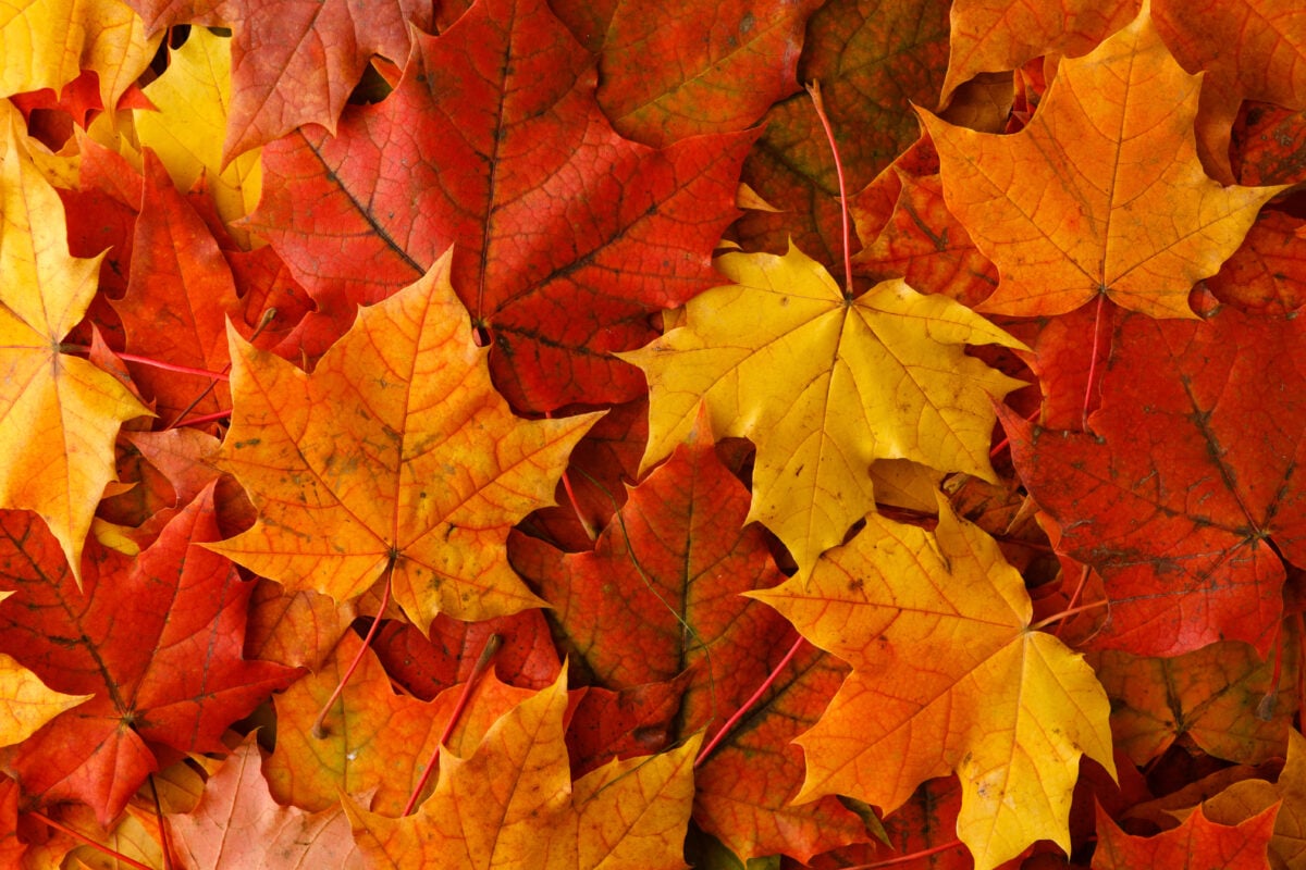 A pile of red, yellow, and orange maple leaves