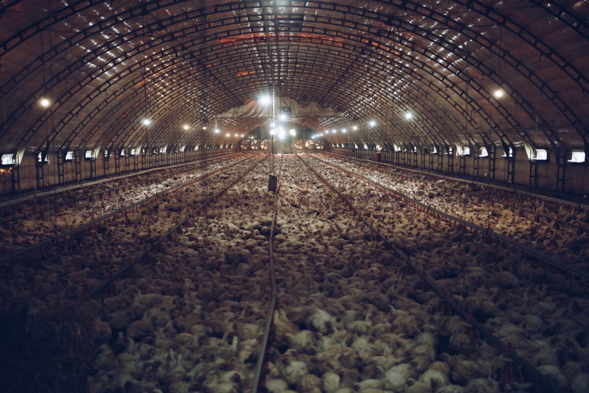 Photo shows the interior of an intensive poultry farm and thousands of chickens