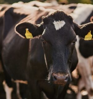 Photo shows a herd of cows with one standing front and center and looking at the camera
