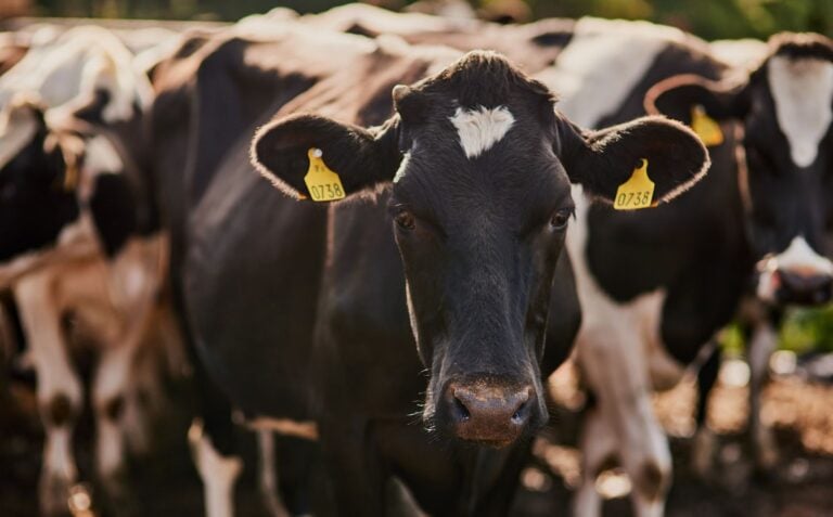 Majority Of The UK's Dairy Farms Found Breaking Pollution Rules