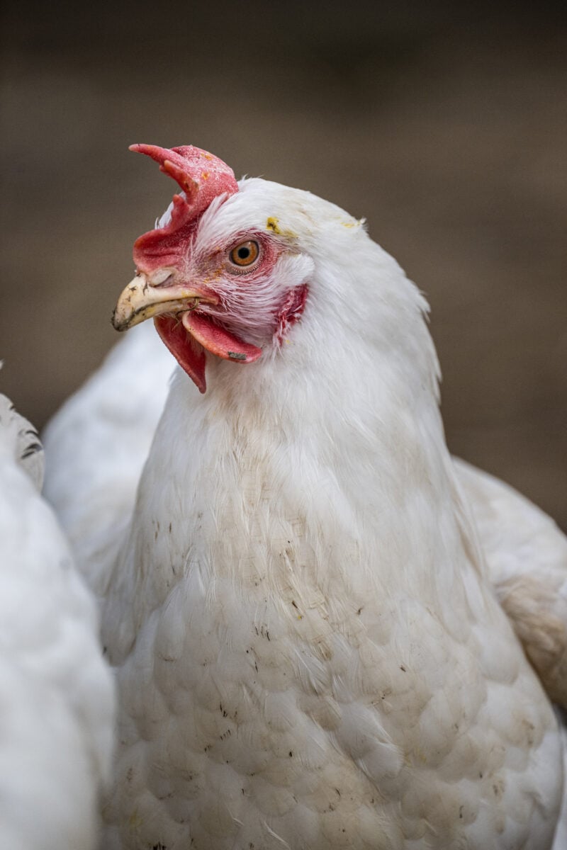 A white chicken looking towards the camera