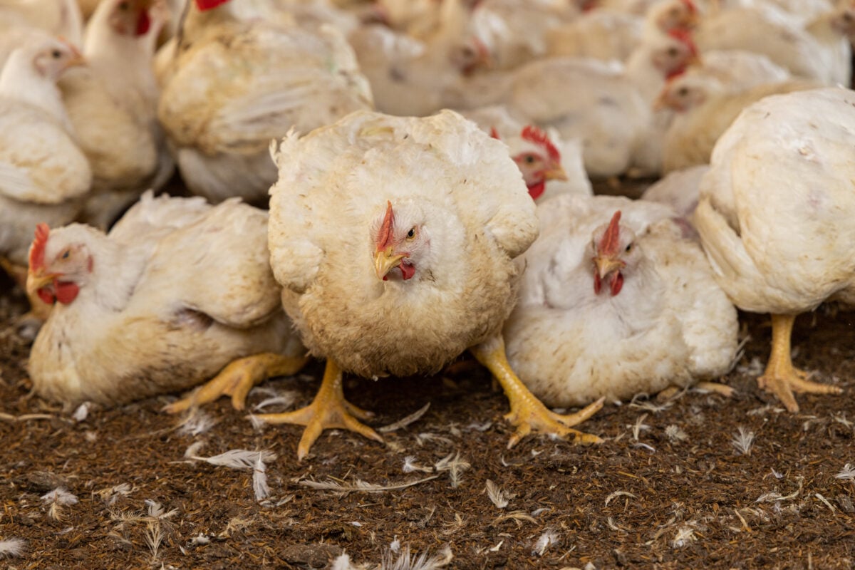 Fast growing broiler chickens in a factory farm