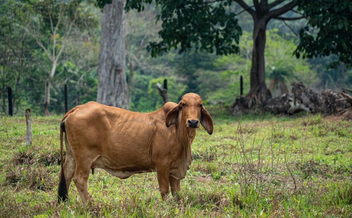 A cow in the Amazon