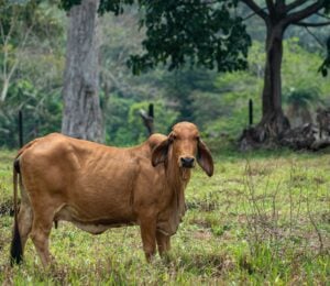 A cow in the Amazon