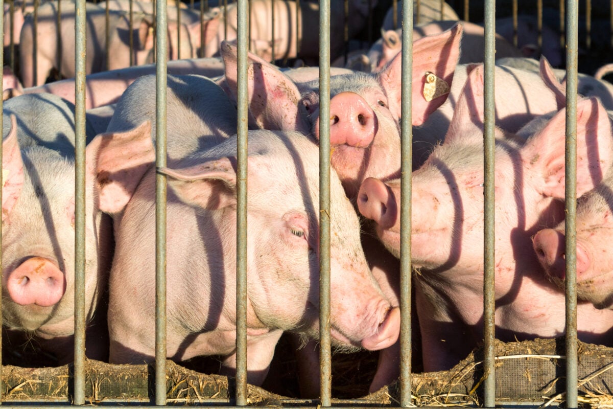 Photo shows several pigs standing very close together pushed up against metal bars, as in a factory farm
