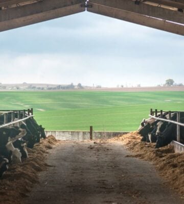 Cows in a barn in front of a large field
