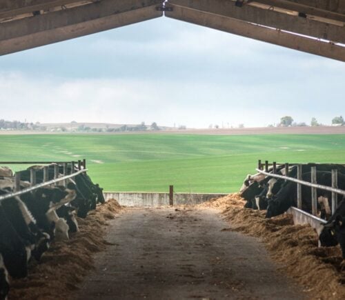 Cows in a barn in front of a large field