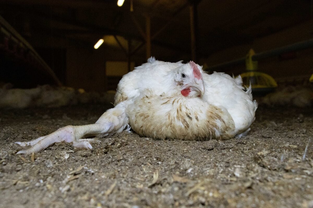 A fast growing "frankenchicken" on a chicken factory farm
