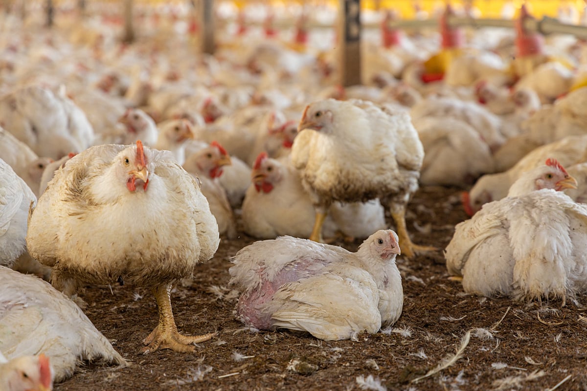 Fast-growing chickens on a factory farm