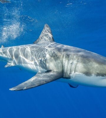 A shark swimming in a blue ocean