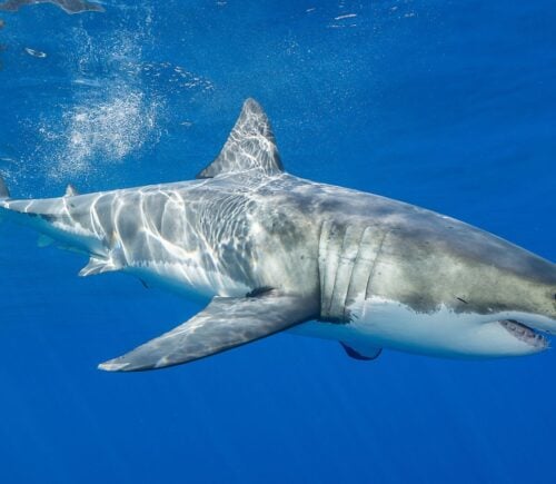 A shark swimming in a blue ocean