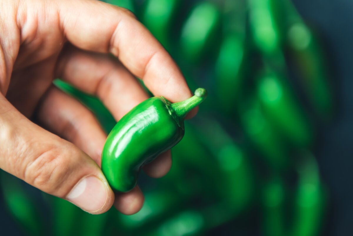 A person's hand holding a jalepeno pepper