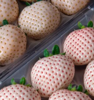 Photo shows a tray of the luxury white strawberries exported by Ikigai Fruits
