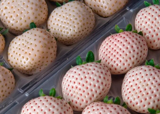 Photo shows a tray of the luxury white strawberries exported by Ikigai Fruits