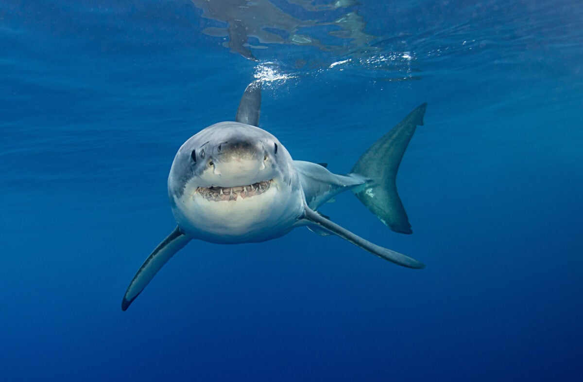 A shark in a large blue body of ocean staring into the camera