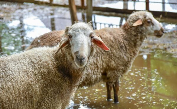 Sheep in flooded field
