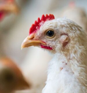 A fast growing broiler chicken in a factory farm