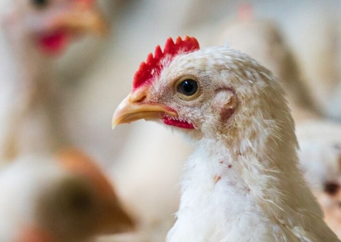 A fast growing broiler chicken in a factory farm