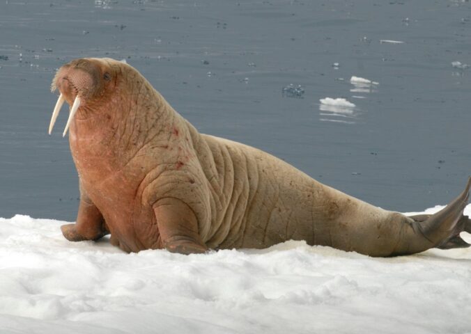 A walrus on ice