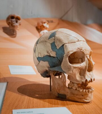 Caveman skull in museum