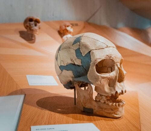 Caveman skull in museum