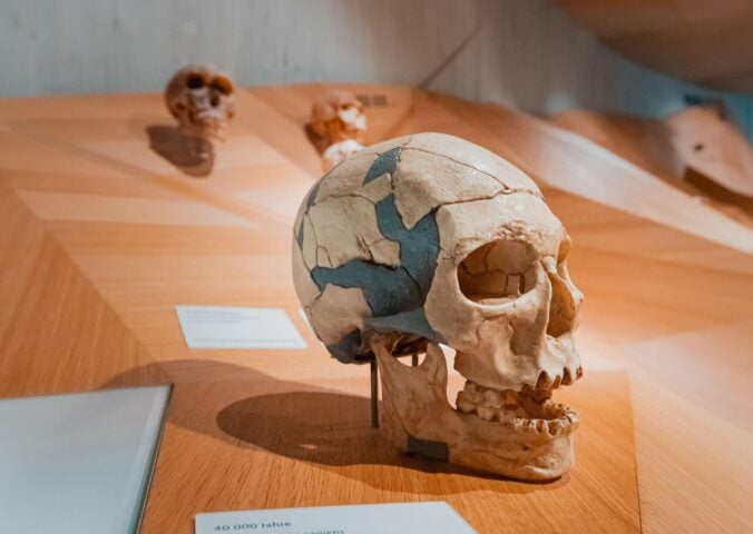 Caveman skull in museum