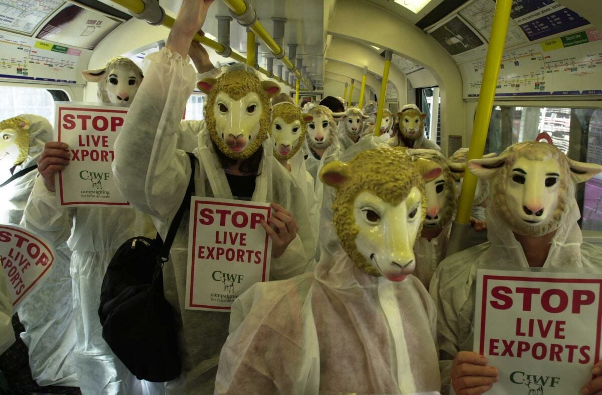 Activists dressed in sheep costumes on the underground