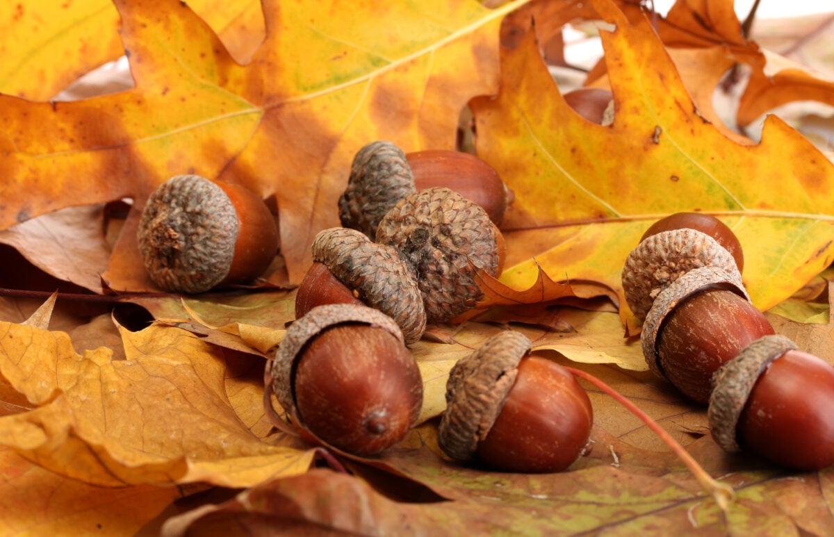 Acorns on autumn leaves