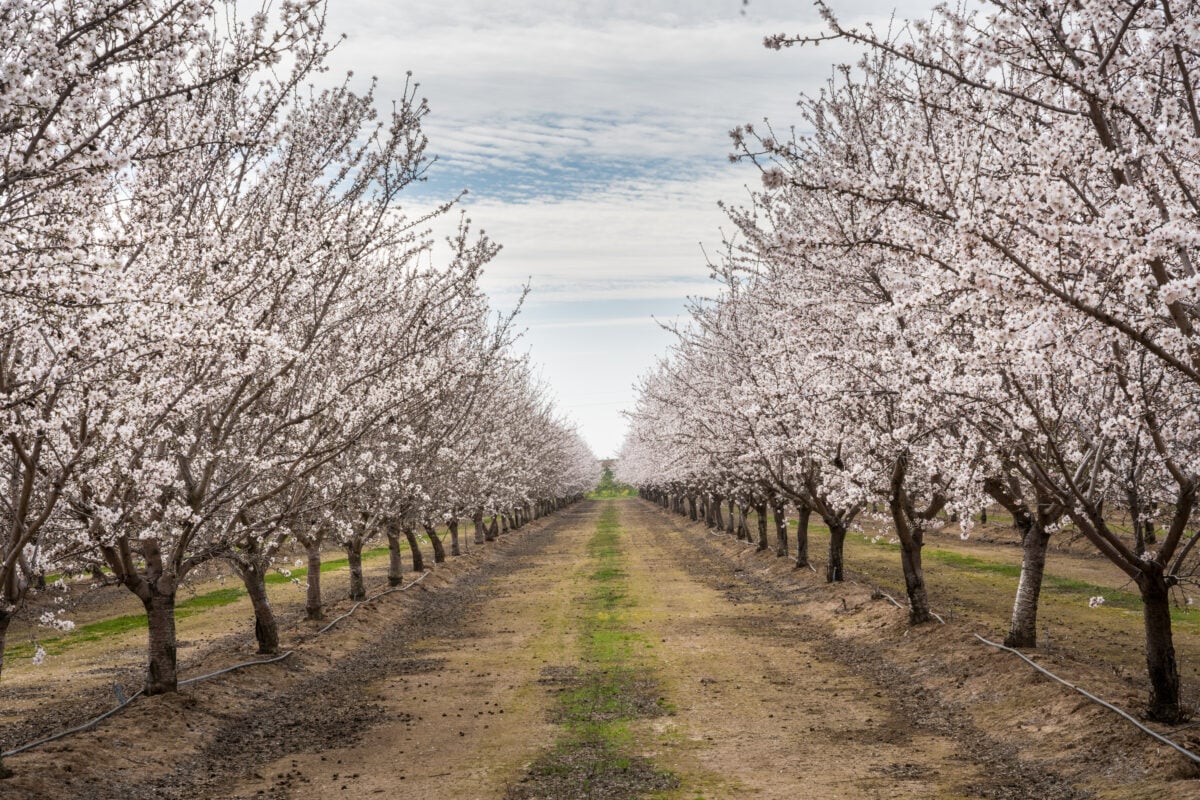 A line of almond trees covered in blossom on a California almond farm