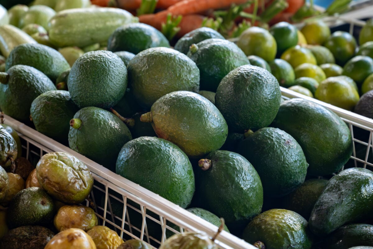 Photo shows a container full of ripe green avocados in a fruit market alongside other fresh produce