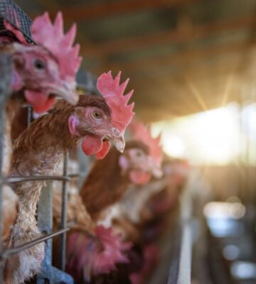 Chickens being kept in an intensive egg farm