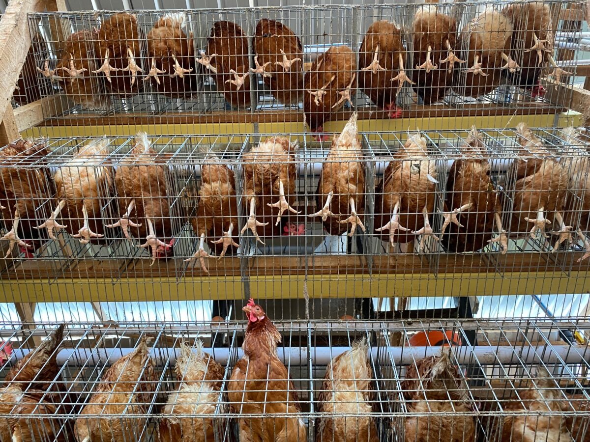 Hens packed in cages in an intensive egg farm
