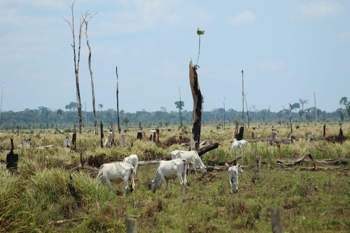 Cows grazing in deforested land