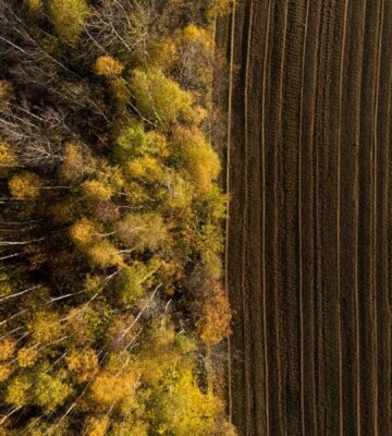 A forest being deforested for a farm