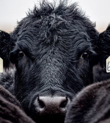 Photo shows a close up of a large black cow or bull looking over the backs of other cattle at the camera